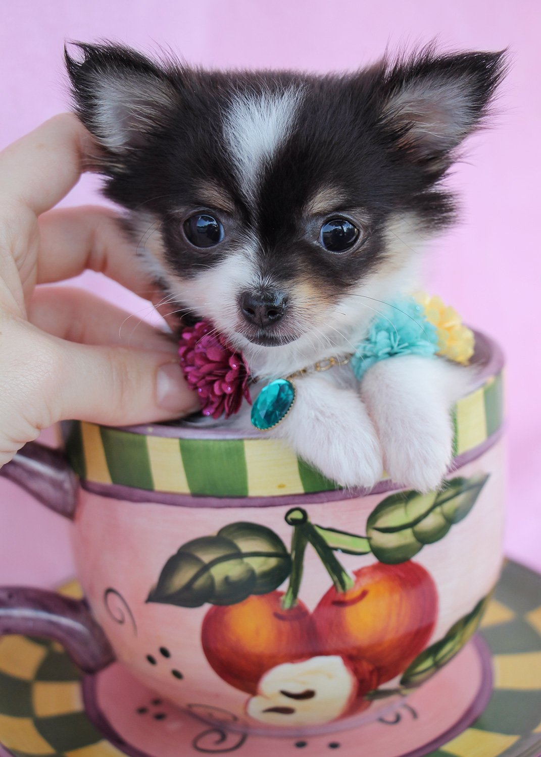 TeaCups Puppies Boutique on X