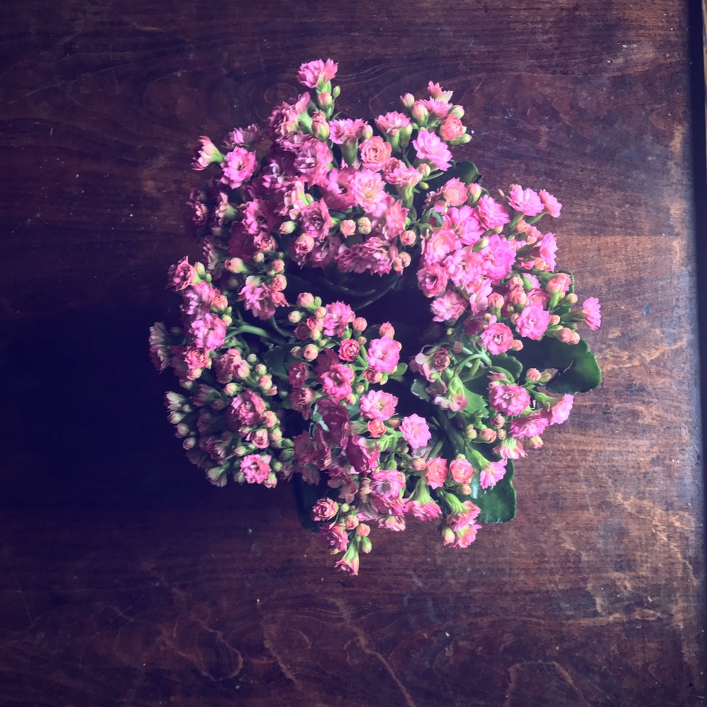 LocalPlantPro's tweet image. The tropical Kalanchoe! 🙌