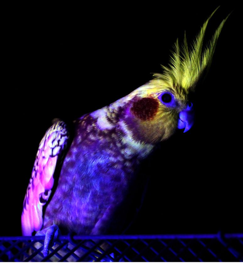 ð“„¿ bazteki ð“„¿ on twitter quot ok i knew birds see in uv and best uv light for birds