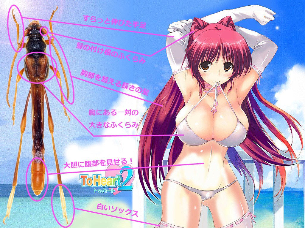 تويتر 福タマ على تويتر 向坂環 Kousaka Tamaki とオキナワホソコバネカミキリ Necydalis Tamakii は名前だけでなく 外部形態も似ているなぁと思っていましたが 実際に捕まえてみて 実感 感動のあまり 記念撮影 泣 ここでもう一度 環姉 たまんねぇ