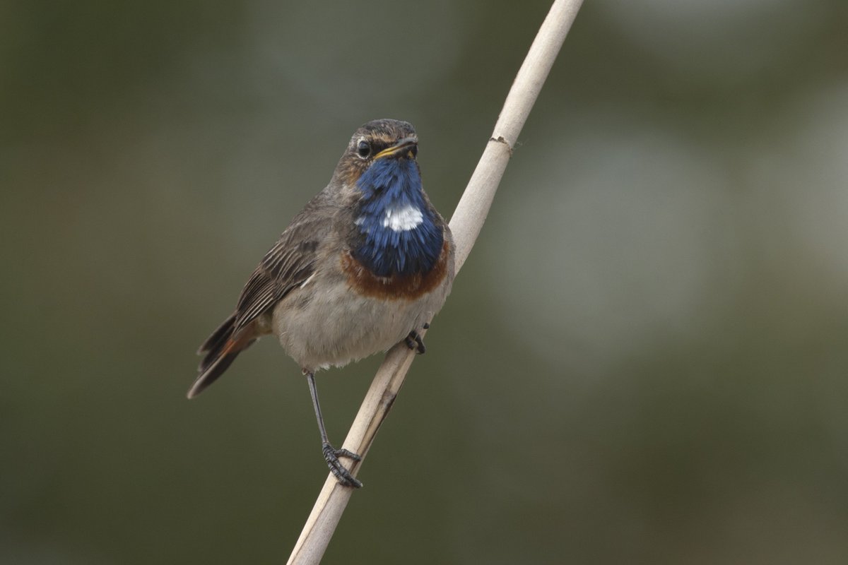 Bemmel, overzij strang ter hoogte van de Pas, begin avond 3-4 zingende blauwborsten. Overdag aantal koppels keutjes op dijk. Geniet ervan.