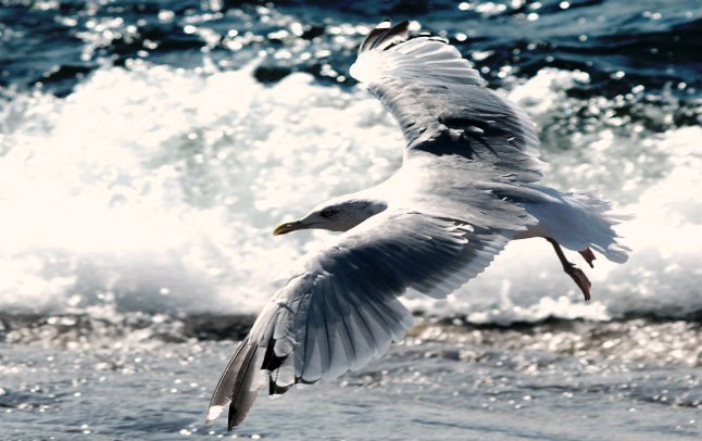 I desideri stavano strappandomi l'anima.Potevo viverli,ma non ci sono riuscito.Allora li ho incantati.
Novecento,Alessandro Baricco