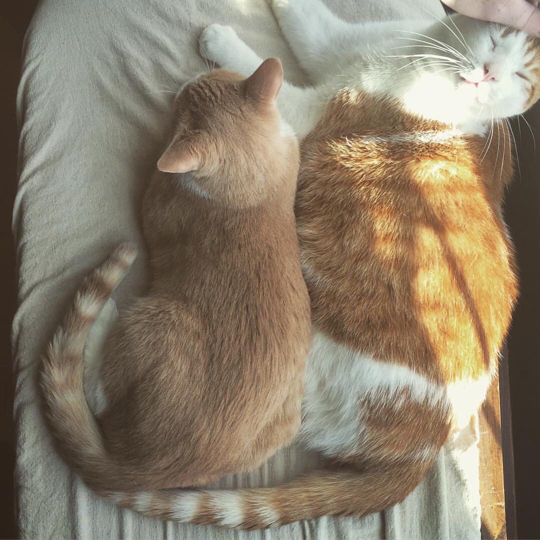 mckinnondconnor's tweet image. It may be a home office but I am calling it with the cutest #OfficeCats... these little guys love to engage in #PeerCoding