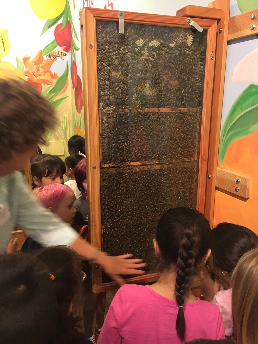nikula_r's tweet photo. Bees, trees, and everything local! Partying w/ the amazing crew at SP Ag Museum! Thank you @MuseumVenturaCo #ecocitizens #startthemyoung https://t.co/3afJfglN6C