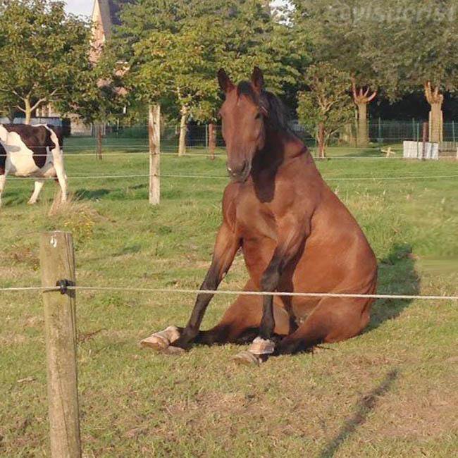 JaimeCalderone's tweet photo. Horse Luis ha decidido que mehorsentado https://t.co/ghqM0xr1Sf