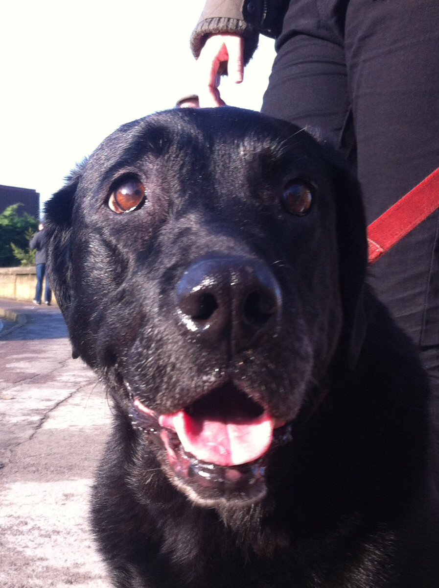 @SupervetNF Noel it's my dogs 12 birthday today can she get a retweet #supervet