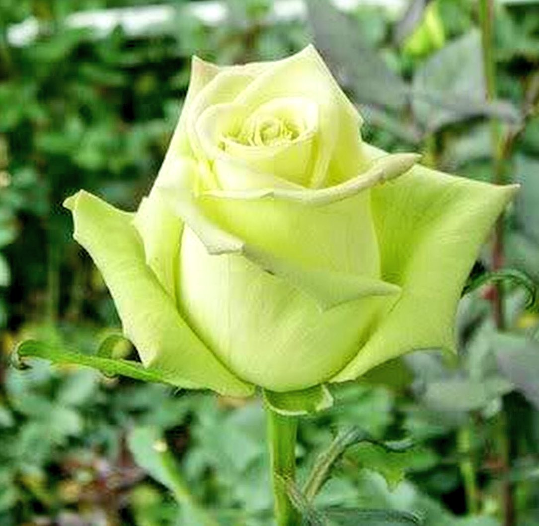 Роза зеленая Амандина
