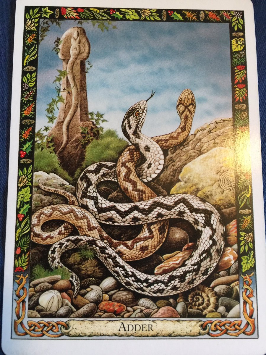 GhostQueenPara's tweet image. #DruidAnimalOracle Adder ~ Transformation, healing, life energy
