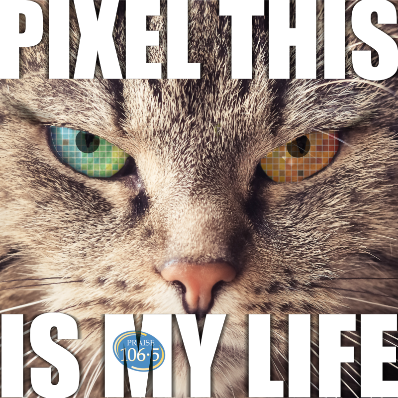 Praise1065's tweet photo. NEW PICTURE! See what kitty is talking about: https://t.co/bF1AyiqWAm
#pixelthis #pixelsaremylife #mustwinprize https://t.co/alt3HZSx0u