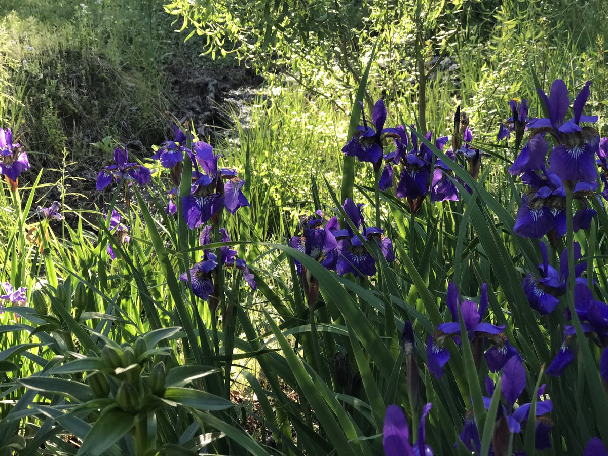 Rain stopped. We took a yard walk. This is what we found along the creek. #LoveSpringFlowers #beautiful