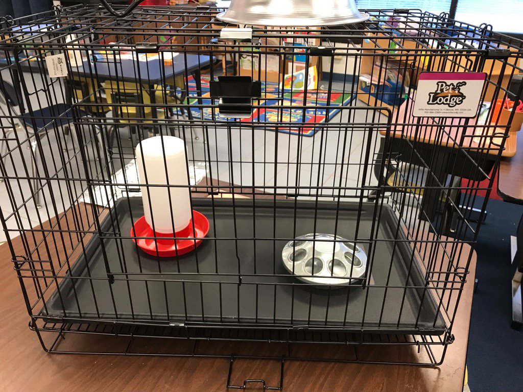 YolandaMarcus2's tweet photo. Getting my equipment ready! Hatch day is Tuesday. Light a candle and say a prayer that our chickies hatch! https://t.co/Qt14CfYAiR