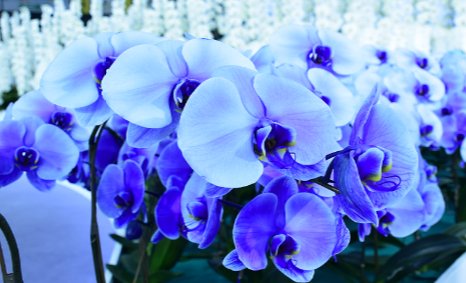 希望の花言葉 ブルーエレガンス 世界でも4社しか作製が成功していない青い胡蝶蘭 希少価値が高い花 でお祝い事等の際に贈られることが多い花 花言葉は 幸福が舞い込んでくる T Co Q6lxlicyrr Twitter 希望の花言葉 ブルーエレガンス 世界でも4社しか作製が成功していない青い胡蝶蘭 希少価値が高い花 でお祝い事等の際に贈られることが多い花 花言葉は 幸福が舞い込んでくる T Co Q6lxlicyrr Twitter