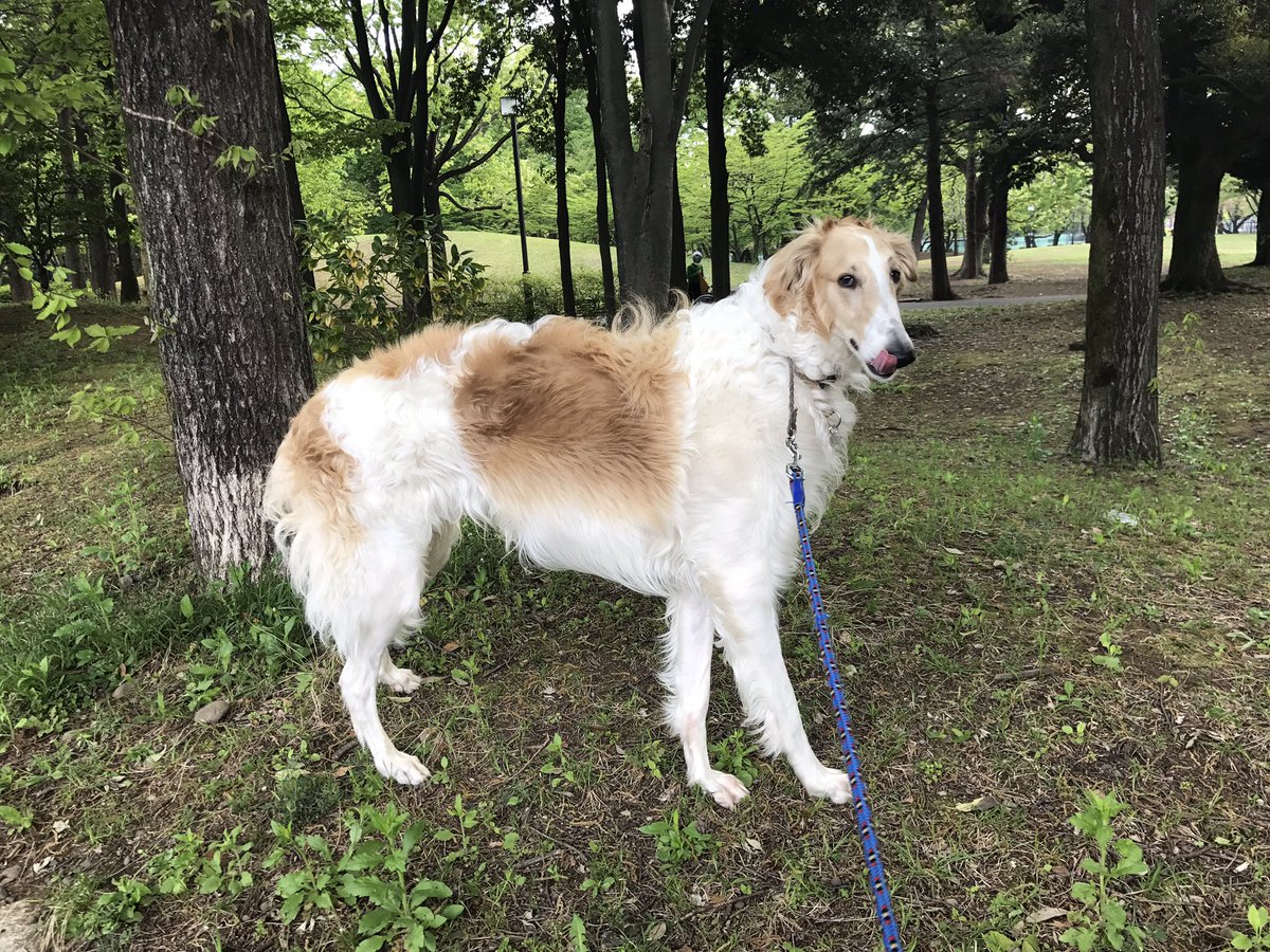 特攻の拓 の天羽の犬ってなんて犬種なの 近所にいてマジデカくてビビってるんだけど 無断転載禁止 C 2ch Net