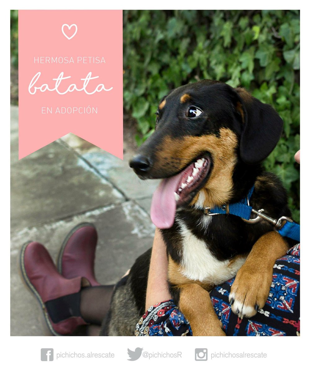 Les presentamos a Batata ♥️. Chiquitina de 6 meses, castrada y vacunada contra la rabia.
💌 pochisadopcion@gmail.com ó hacé RT! Gracias 💜💜💜