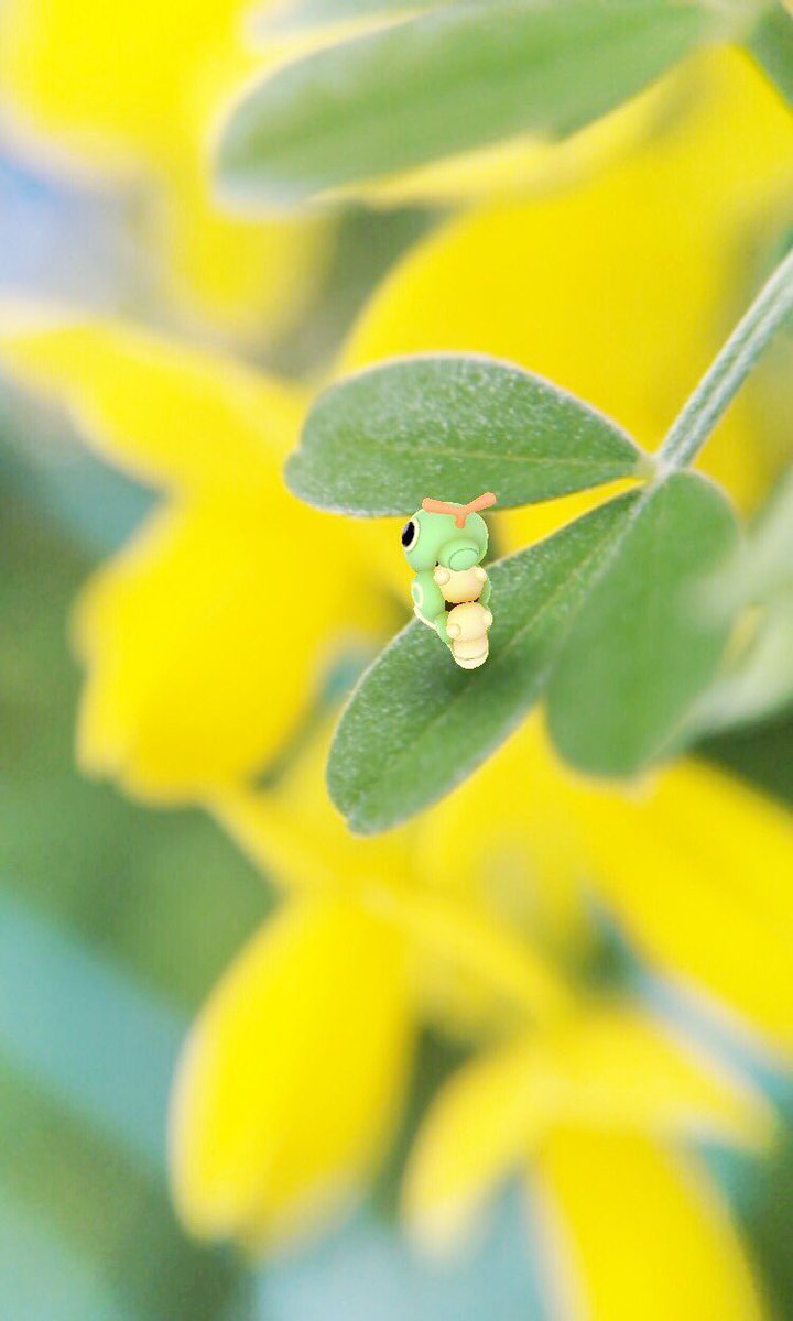 ニャンゴス Auf Twitter 虫だからって無視しないでね 黄色いお花と一緒に キャタピーも可愛いよ ポケモンgo キャタピー