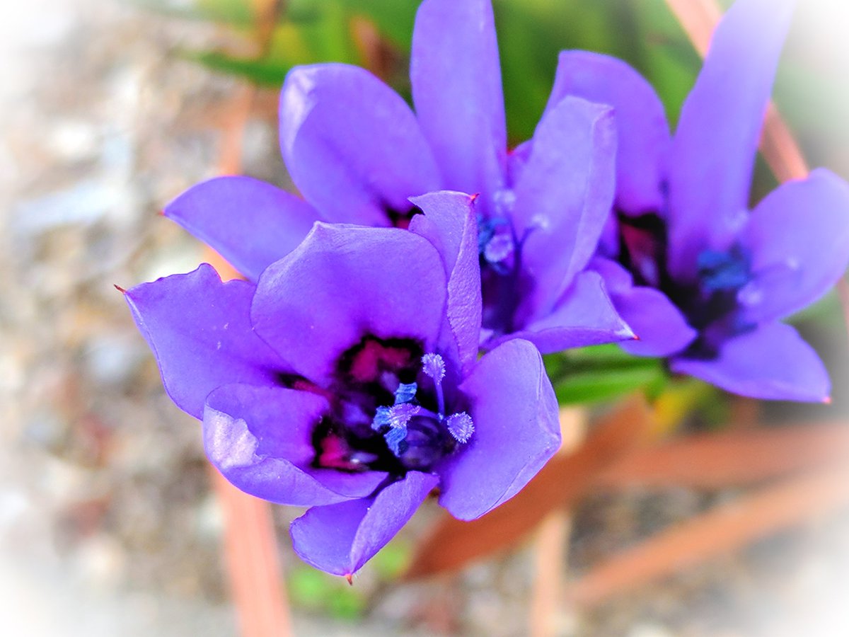 花筏 マキ 紫 フリージア 花言葉 憧れ 淡紫は感受性 花写っと フリージア ガーデニング