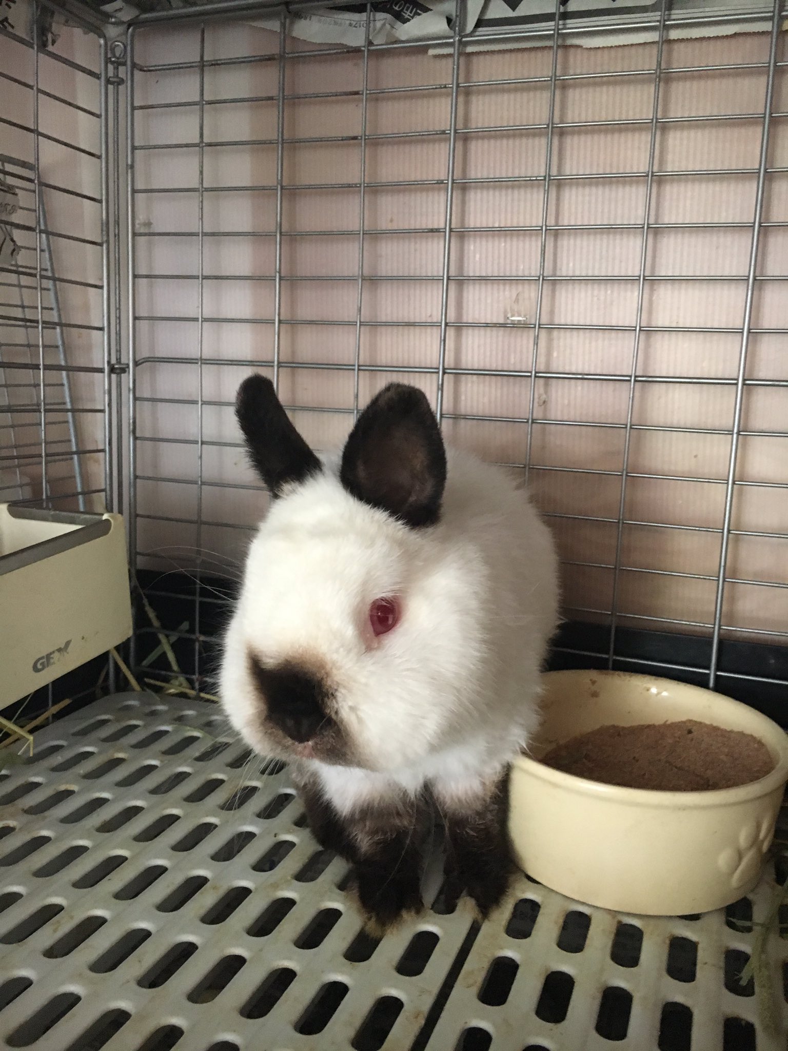 うさぎカフェchocolate Otter Lt ヒマラヤン Gt 子供の頃は赤い目に全身白いですが 成長するに連れ 鼻 耳 足が黒くなり特徴的な姿になります 大人になっても2 0kg以下 平均体重1 6kgなのでネザーランドより少し大きい程度です ブリーダーも少なく