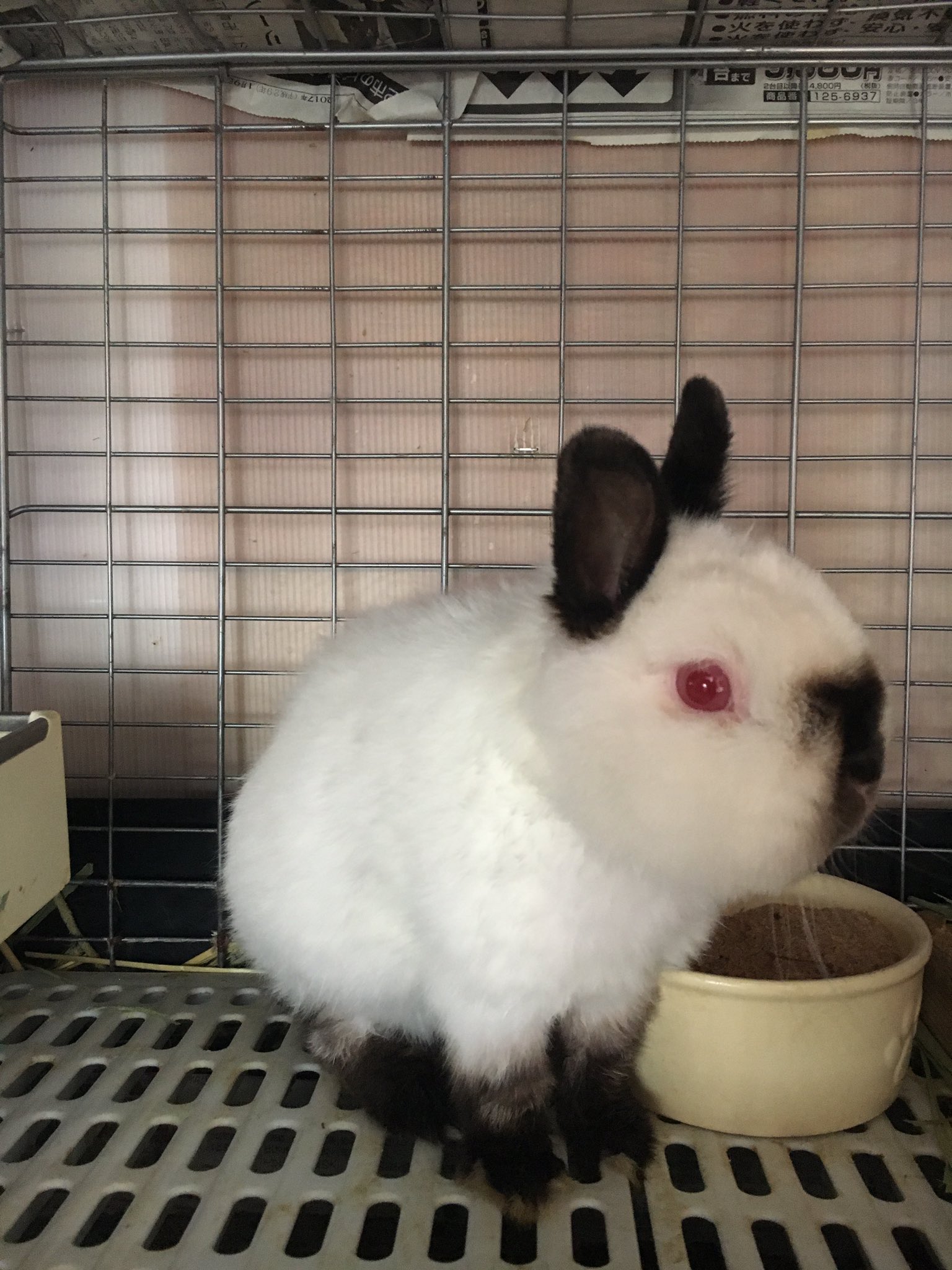 うさぎカフェchocolate Otter Lt ヒマラヤン Gt 子供の頃は赤い目に全身白いですが 成長するに連れ 鼻 耳 足が黒くなり特徴的な姿になります 大人になっても2 0kg以下 平均体重1 6kgなのでネザーランドより少し大きい程度です ブリーダーも少なく