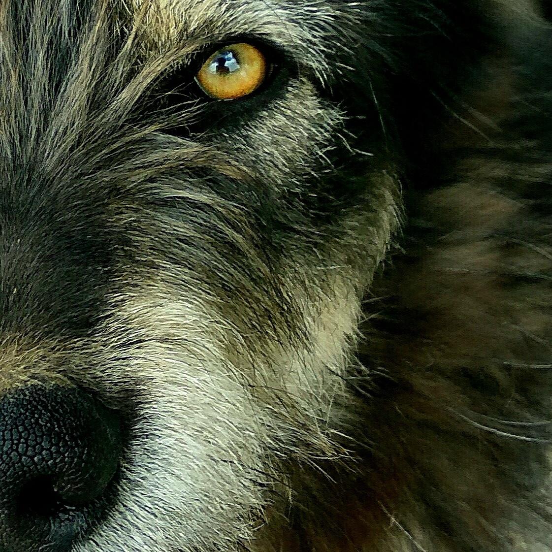 Gokul931995's tweet photo. He knew i wasnt a Harm #streetphotography #DogLover #himachal #NaturePhotography https://t.co/1GCHXfN9rk
