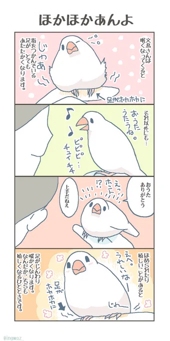 ほかほかあんよ。インコさんも同じようになります。ほかほか、とてもかわいいです。

#buncho #javasparrow #文鳥 