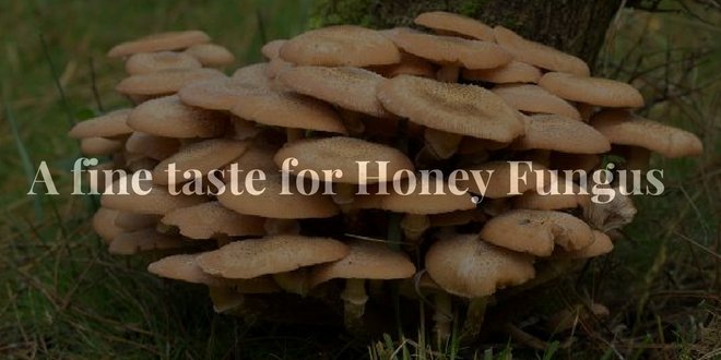 Dletsusa's tweet photo. #DietsUSA #Nutrition #HoneyFungus

https://t.co/JpXjKCcLni https://t.co/3FnVVjrhi5