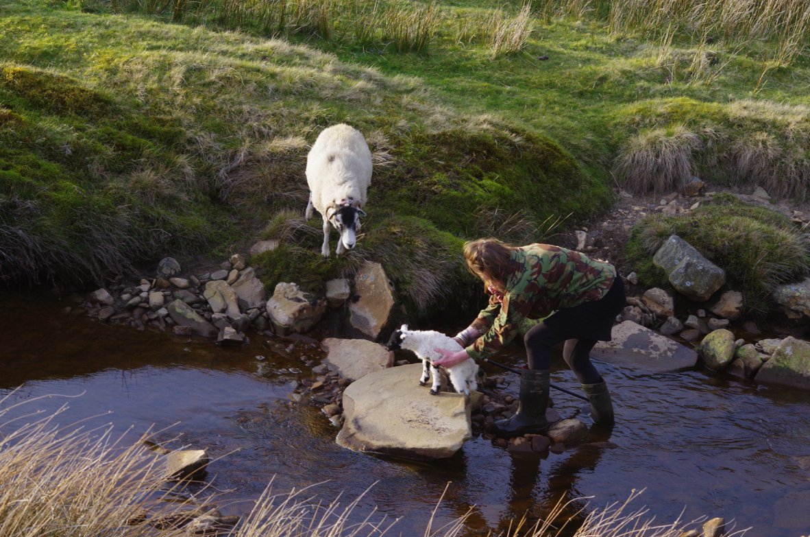 AmandaOwen8's tweet photo. No lamb is an island. https://t.co/3b8Hxq5zo9