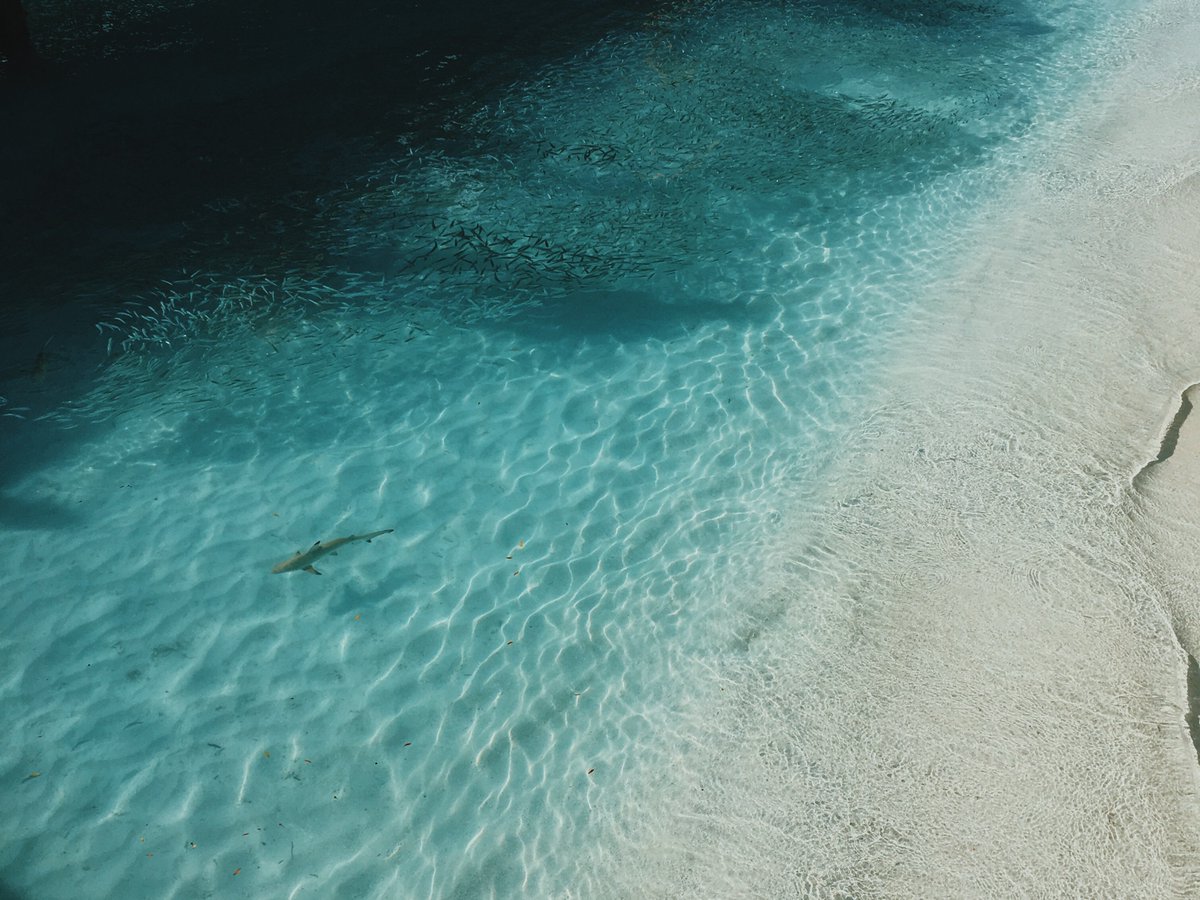 AustralieTravel's tweet photo. Quelques-unes des plus belles #plages d'#Australie sont sur https://t.co/53zW6lxADU. Et vous, quelle est votre plage préférée ? https://t.co/iTIVCZfzDD