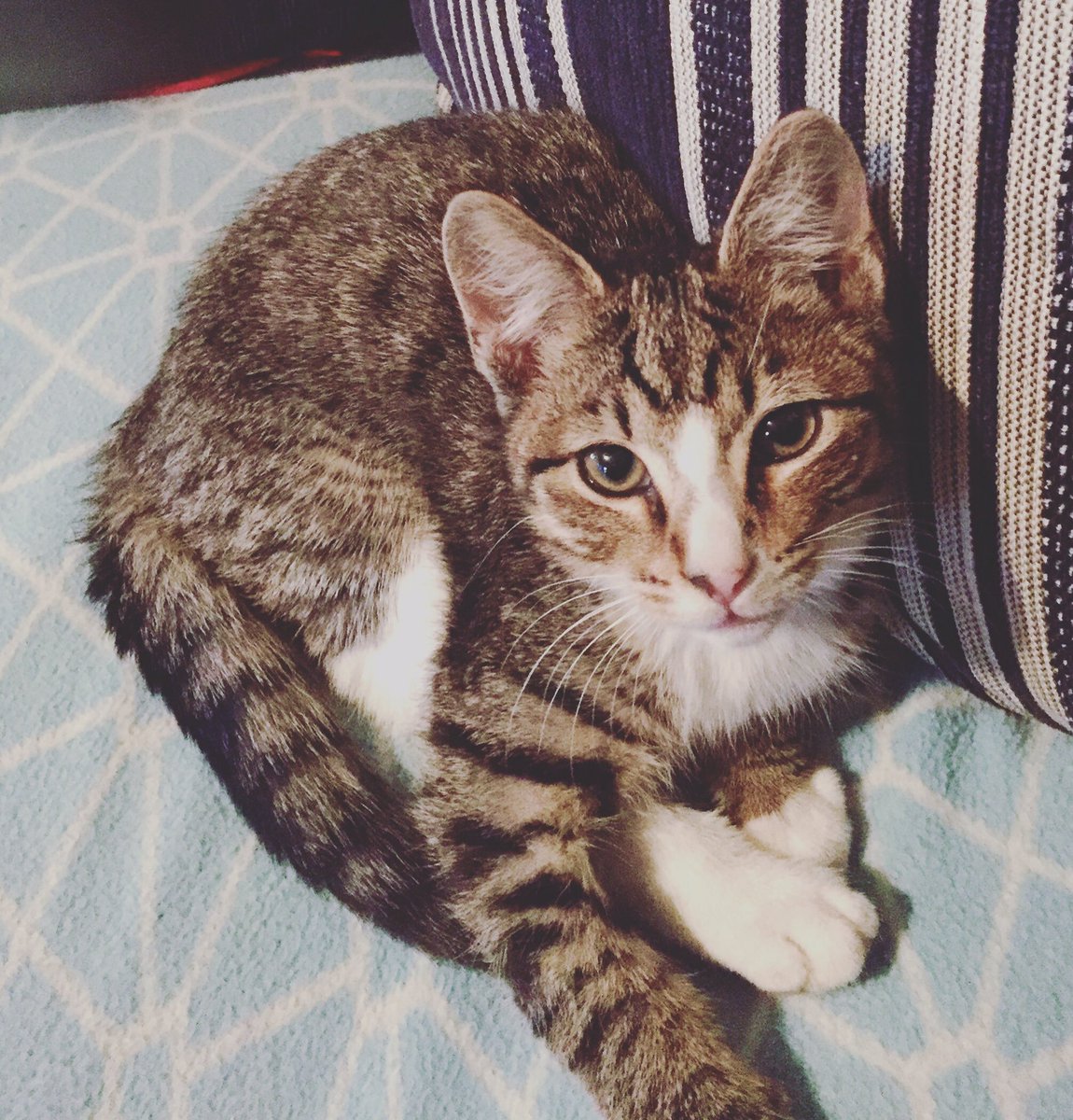 ravenrayne86's tweet photo. New kitten, Taz and Miss Three. Her first pet 😍#kitten #pet #love #firstpet https://t.co/Wp9vCqPoqw