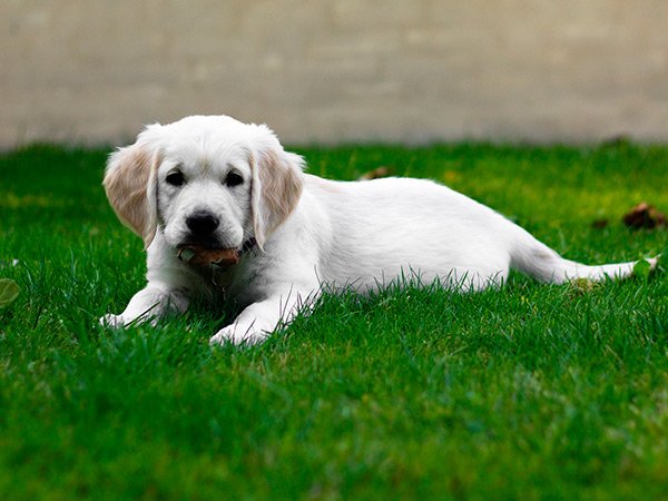 DogzillaPetFood's tweet photo. Descubre por qué tu perro come hierba y cómo puedes evitar que lo haga en este post https://t.co/OisY30rBXI #perros #hierba https://t.co/LDnBM63zoN