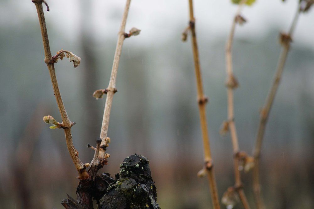 oeforgood's tweet photo. L'interview de 2 vigneronnes touchées par la gelée. 
#winemorning #wine #gel #gelée
➡️ https://t.co/gKukZdY7wb https://t.co/rGkQBNTh9C