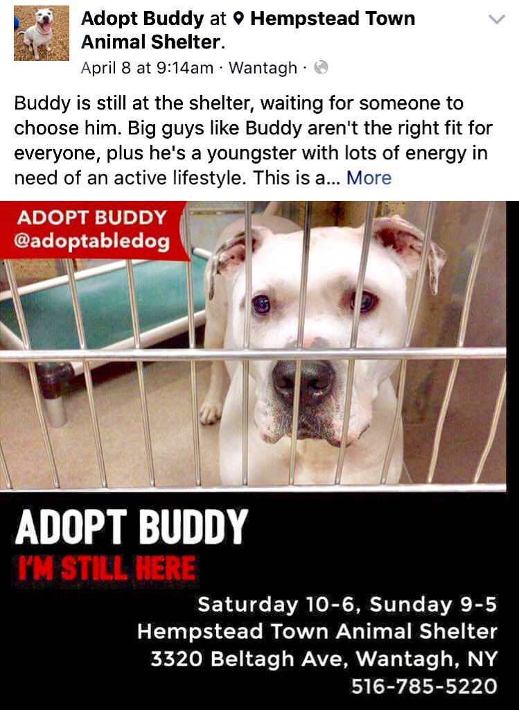TheRealToriNYC's tweet image. #adoptBuddy