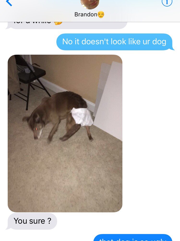 Just a quick PSA: Brandon's dog wears a diaper.