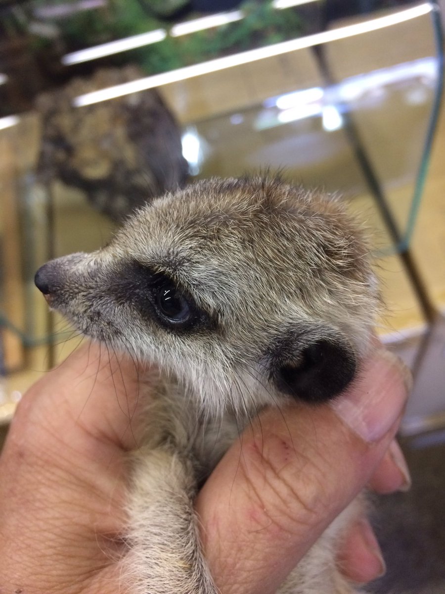 goriodesu's tweet photo. ミーアキャットベビーも来てますよ
国内CB https://t.co/HG3DnYZ32x