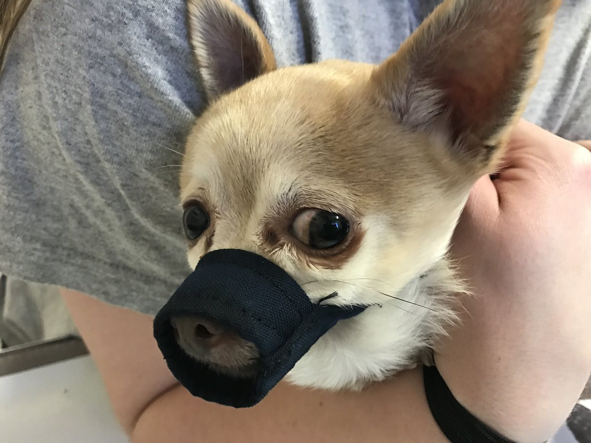 chihuahua muzzle