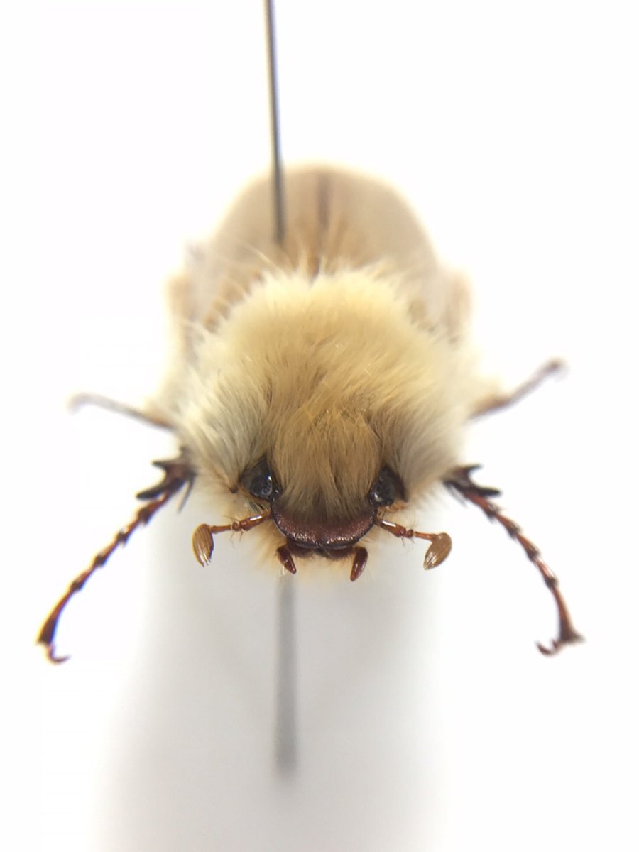 ライオンコガネ Sparrmannia cf. flava ナミビアの砂漠に棲むモフモフ