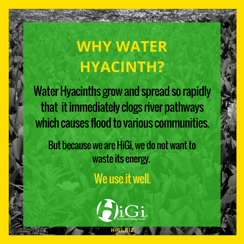 higienergy's tweet photo. Why do we use Water Hyacinth?
#HiGiNEnergy #UseItWell #WaterHyacinth #Energy #RenewableEnergy #Uling #Charcoal https://t.co/554QRX7P2f