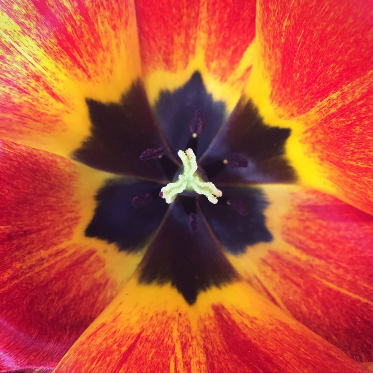 AlenaESPhoto's tweet photo. I just can't get enough of these tulips! Taken in #yyj w/ my #iPhone 6. Use the camera in your pocket! @Apple @VicBCGardens @VictoriaBCToday https://t.co/EeIHtjRDTk