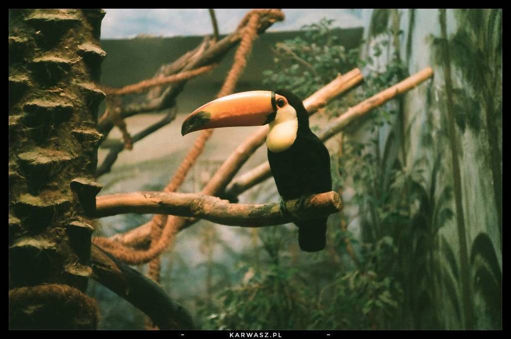 karwasz's tweet image. 2can.
.
#wildlife
#bird
#fly
#jungle 
#igerswarsaw 
#igerspoland 
#localvibes
#onfilm 
#analogphoto 
#analogphotography 
#filmsnotdead 
#is…