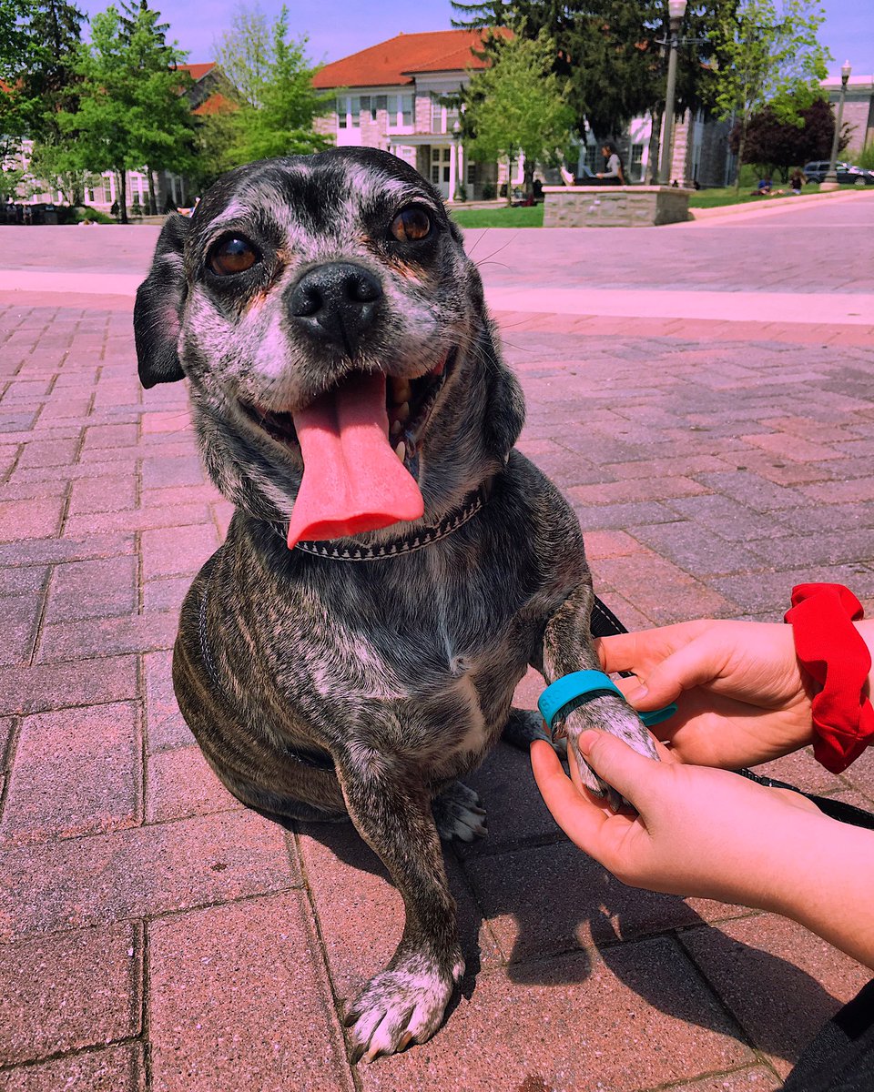 This puppy pledged against sexual assault on our campus!!! So happy to be part of something that creates a positive, safe community 💛💜 <a href="/JMU/">JMU</a>