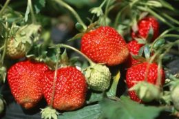 RepostQueen's tweet image. How to #Grow #Strawberries Organically – Complete #GrowingGuide repostqueen.com/how-to-grow-st… #RepostQueen #Natural #Graden #Fruits #HowTo