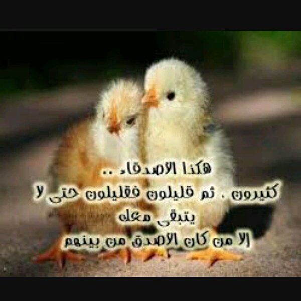 Zainb Waleed (@zainb_waleed) on Twitter photo 