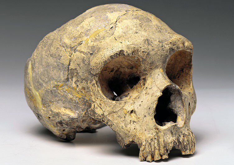 Chris Stringer (@chrisstringer65) on Twitter photo #FossilFriday <a href="/NHM_London/">Natural History Museum</a> Found 1848, Gibraltar:the Forbes' Quarry Neanderthal revealed their distinctive face... #FossilFriday <a href="/NHM_London/">Natural History Museum</a> Found 1848, Gibraltar:the Forbes' Quarry Neanderthal revealed their distinctive face...