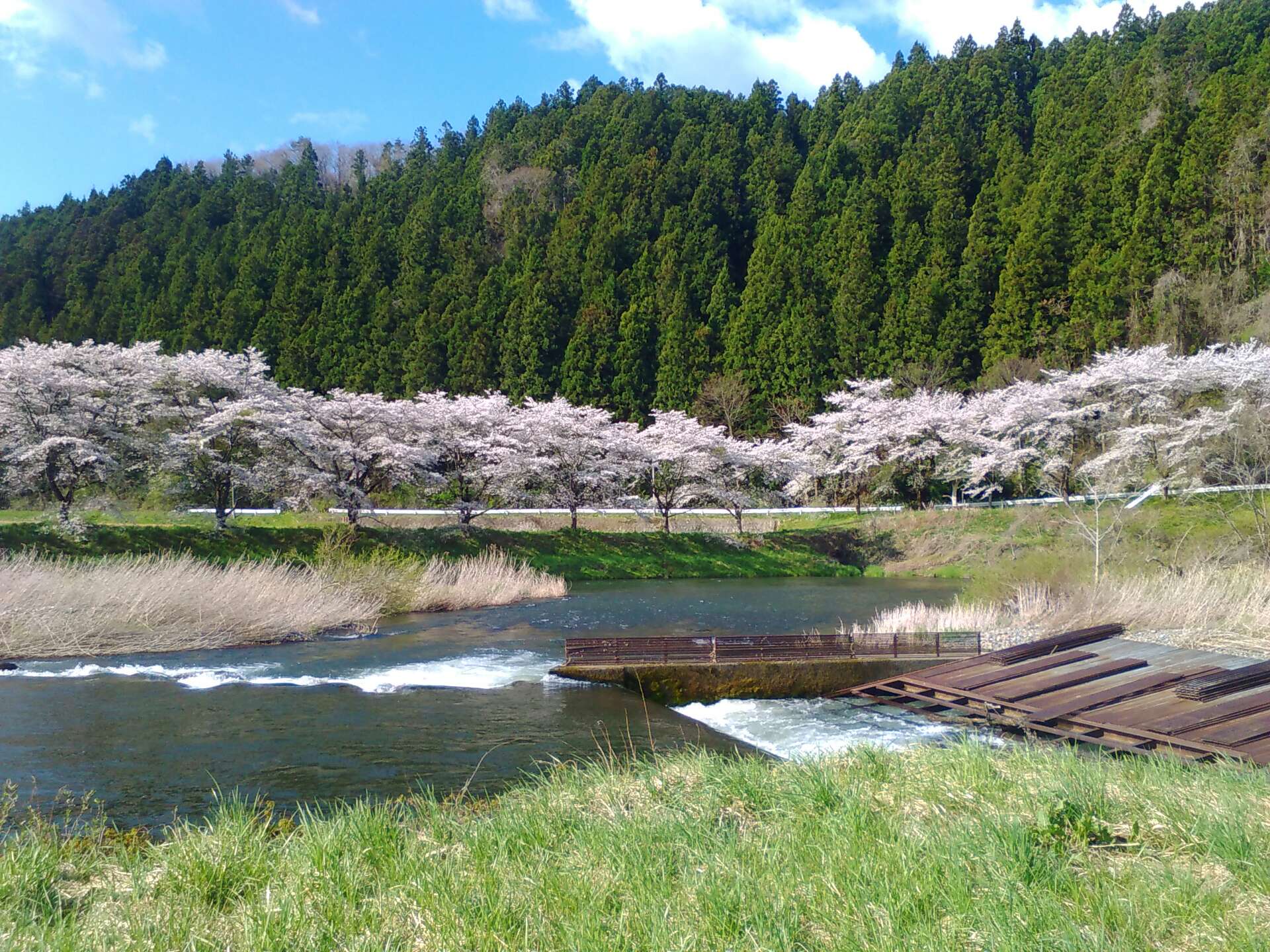 花巻観光協会 東和町成島の毘沙門近くの猿ヶ石川沿いにある全長1 弱の桜並木です 今が見頃ですので 明日からのｇｗにぜひ東和町へ 5月4日 5日には第30回毘沙門まつり 全国泣き相撲大会が行われます 花巻市 東和町 桜 全国泣き相撲大会