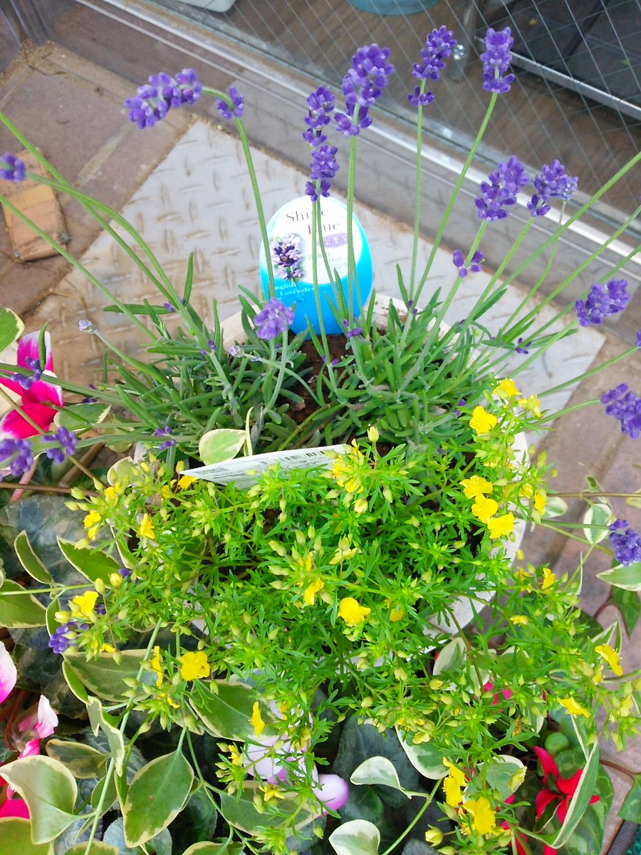 日本橋人形町床屋カットハウススペース こんにちは 良い天気ですね ちょっとガーデニング 店の入り口に寄せ植えやって見ました ラベンダーとツルニチニチソウと黄色いのはリトルチュチュと言う花です 入り口が華やかになりました 人形町