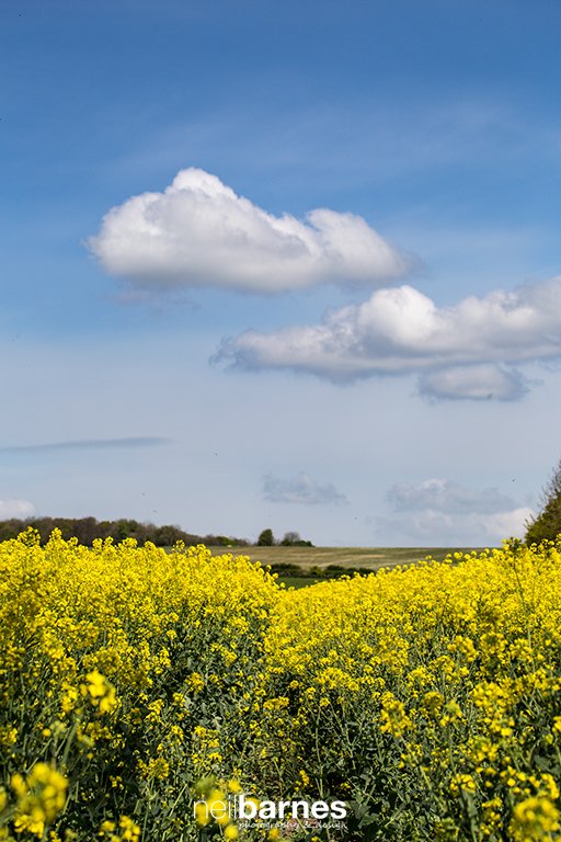 NeilBarnesPhoto's tweet photo. Oilseed Rape fields, love 'em of hate 'em, they sure brighten up the landacape. This one is near Dorchester. #dorsethour #dorset #dorsetmag https://t.co/vHCzSqD5aw