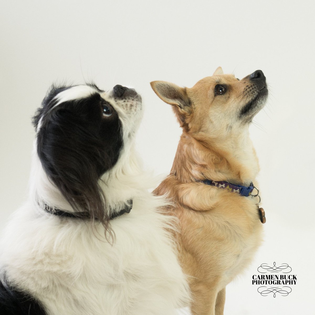 #RoundRockPhotographer- #PetPhotography Like the pic on my new biz card   ow.ly/yul2309OTmq