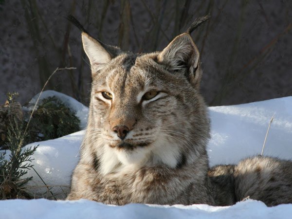 生存者 Auf Twitter けものフレンズのシベリアオオヤマネコ 実物の目の下の白い模様を白縁のメガネにしてるのね T Co Oz9hmmlnpu Twitter