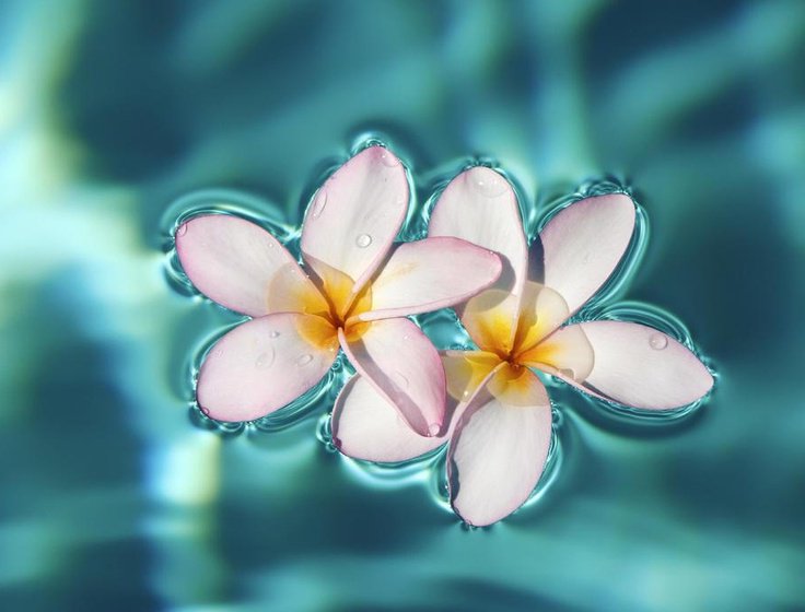 希望の花言葉 Pa Twitter プルメリア ハワイを代表する花としても有名は花 ホノルル空港を抜けるとプルメリアの花の香りが漂います 満月の夜明けにプルメリアの花を集めてレイ 花飾り を好きな人に渡すことができれば その夢が叶うという言い伝えがあります