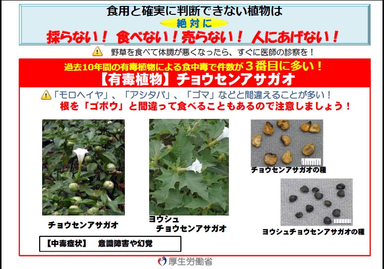 厚生労働省 食中毒の多い有害植物 第３位 チョウセンアサガオ ゴボウ モロヘイヤ アシタバ ゴマ などと間違って食べることによる食中毒が発生 意識障害や幻覚などの中毒症状 詳しくは T Co 1rj1xg5j0s T Co