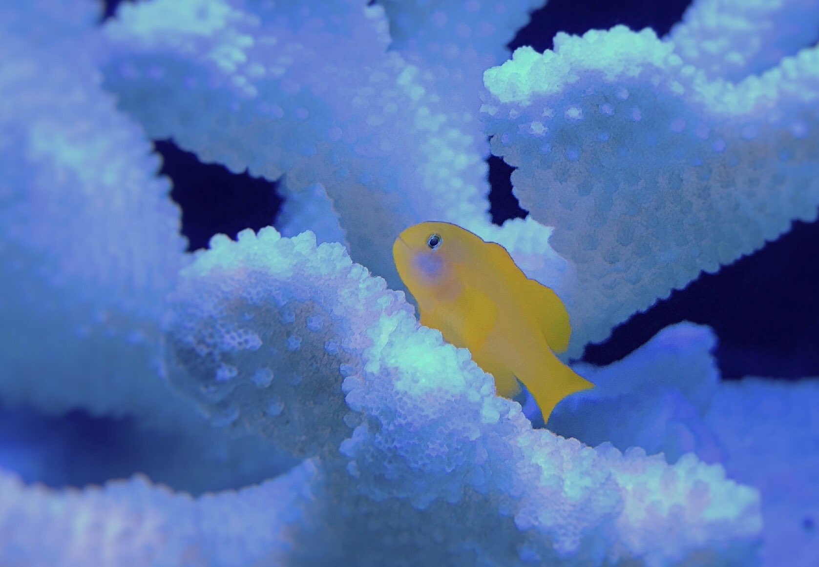 すみだ水族館 公式 Auf Twitter 本日よりアクアギャラリーの展示が変わりました 鮮やかなキイロサンゴハゼ や 複雑な模様のニシキテグリなど ポップでキュート というテーマで飼育スタッフが選んだ15種類の魚たちが大集合 T Co Jwnnnzwgdd Twitter